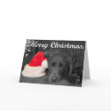 Chocolate Lab Sleeping Near Santa Hat Photograph cards