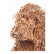 Chocolate Labradoodle #2 Postcard
