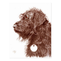 Chocolate Labradoodle Postcard