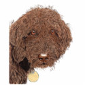 Chocolate Labradoodle Sculpture photo sculptures