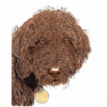 Chocolate Labradoodle Sculpture photo sculptures