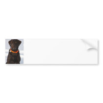 Chocolate Labrador Bumper Sticker