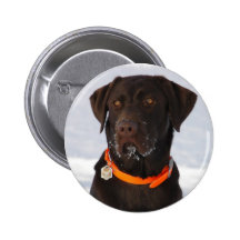 Chocolate Labrador Button