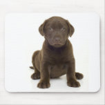 Chocolate Labrador Mousepad