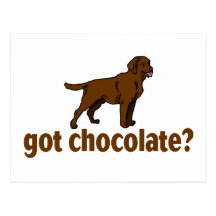 Chocolate Labrador Post Card