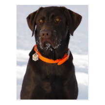 Chocolate Labrador Postcard