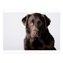 Chocolate Labrador Postcard