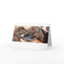 Chocolate Labrador Puppies cards