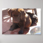 Chocolate Labrador Puppies posters