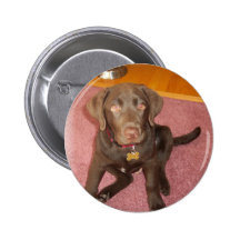 Chocolate Labrador Puppy  Button
