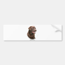 Chocolate Labrador Retriever Bumper Sticker