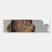 Chocolate Labrador Retriever Bumper Sticker