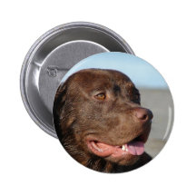 Chocolate Labrador Retriever Button