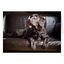 Chocolate Labrador Retriever Card