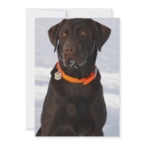 Chocolate Labrador Retriever Invitation