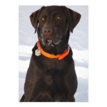 Chocolate Labrador Retriever Invitation