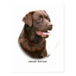 Chocolate Labrador Retriever Postcards