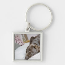 Chocolate labrador sleeping on bed keychain