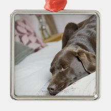 Chocolate labrador sleeping on bed ornament