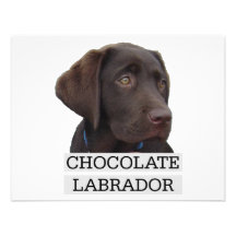 Chocolate Labrador Unique design! Personalized Invitation