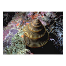 Chocolate-lined top shell (Calliostoma javanicum) Personalised Invites