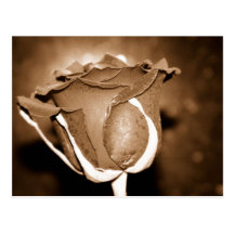 Chocolate Rose Post Cards
