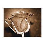Chocolate Rose postcards
