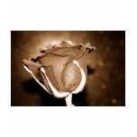 Chocolate Rose