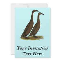 Chocolate Runner Ducks