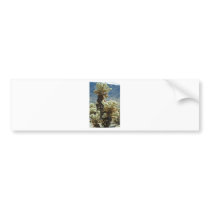 Cholla Afternoon Bumper Stickers