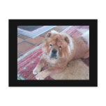 Chow Chow Dog Post Card postcards