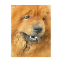 Chow Chow Postcard