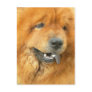 Chow Chow Postcard
