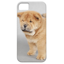 Chow chow puppy iPhone 5 cases
