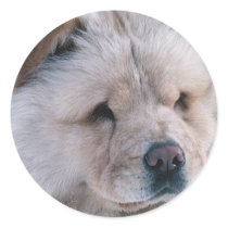 Chow Chow Stickers