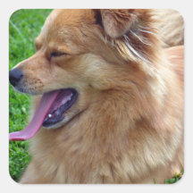 Chow Chow Stickers