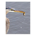 Chow Time For Great Blue Heron Post Card