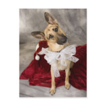 Christmas Alsatian Postcard