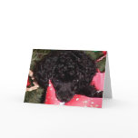 Christmas Angel Cards