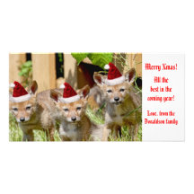 Christmas Baby Coyote Photo Photo Greeting Card