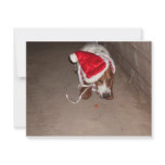 CHRISTMAS BASSET ANNOUNCEMENT