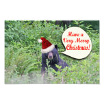 Christmas Bear Photograph
