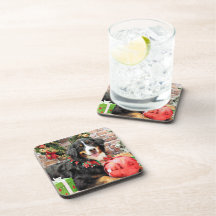 Christmas - Bernese Mountain Dog - Chloe Beverage Coasters