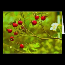 Christmas Berries cards