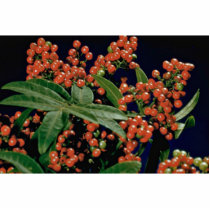 Christmas berry tree (Schinus terebinthifolius) Photo Sculpture