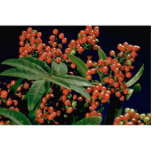 Christmas berry tree (Schinus terebinthifolius) photo sculptures