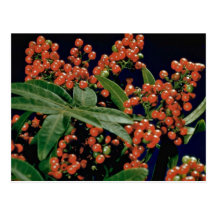 Christmas berry tree (Schinus terebinthifolius) Postcards