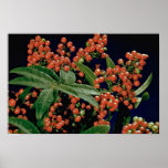 Christmas berry tree (Schinus terebinthifolius) posters
