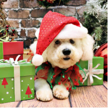 Christmas - Bichon Frise - Daisy Photo Cut Outs
