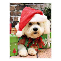 Christmas - Bichon Frise - Daisy Post Cards